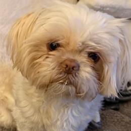 Shih Tzus from Maizy Mae's Moose Nuggets