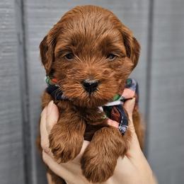 Little Boy Blue - Apricot male Goldendoodle puppy in Little Rock, Arkansas from Adorable Mini Doodles LLC