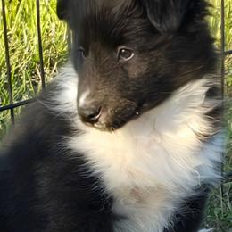 Willow - Black and white female Shetland Sheepdog puppy in Luray, Missouri from Krayola Shelties