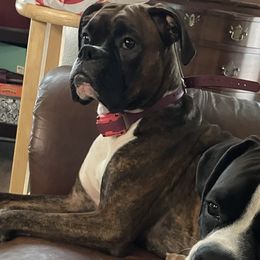 Jenna - Boxer