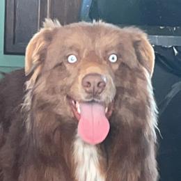 Festus - Australian Shepherd