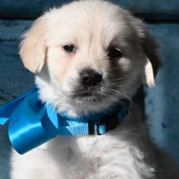 Girl 4 - Light golden female Golden Retriever puppy in Loveland, Colorado from Grateful Bernese & Gage's Goldens
