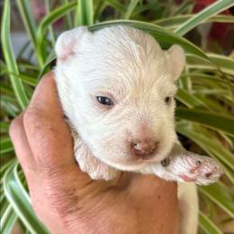 Ghost - Wheaten female Miniature Schnauzer puppy in Ferndale, Washington from Blackhorse Schnauzers Washington state