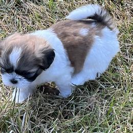 Shih Tzu Puppies from Brenda Wethington