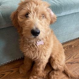 Goldendoodle Puppies from Old Line Doodles