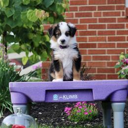 English Shepherd Puppies from Kefi Collie Co