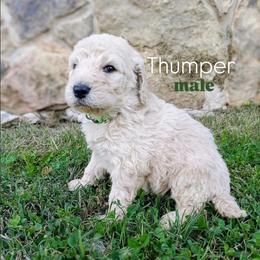 Thumper - Cream male Goldendoodle puppy in Ringgold, Georgia from Re Family Doodles