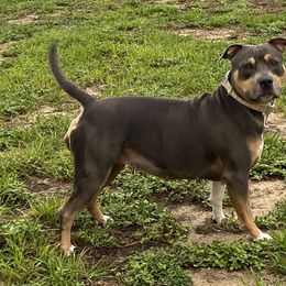 Savannah - American Bully