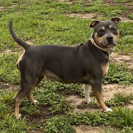 Savannah - American Bully