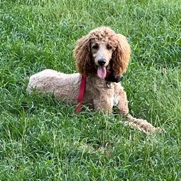 Finley - Poodle