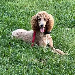Finley - Poodle