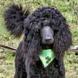 Georgia - Poodle