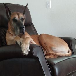 Great Dane All Grown Up from Louise Van Alstyne's Great Danes