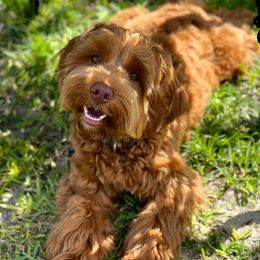 Australian Labradoodles from Memory Lake Labradoodle
