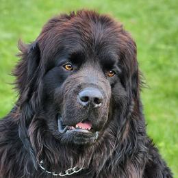 Newfoundlands from Mufasa's Pride (Newfoundland breeder)
