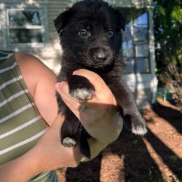 German Shepherd Puppies from Bolwerk’s 3B Acres