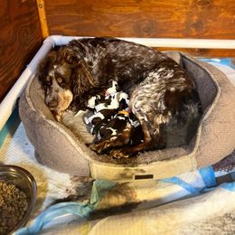 Winnie’s litter of 8 pups - Liver and white English Springer Spaniel puppy in North Carolina from Frosty Springers LLC