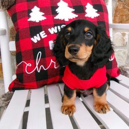 Dachshund Puppies from Pigeon Hill Dachshunds