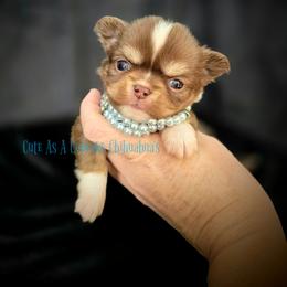 Cratchit 4500 - Chocolate and white male Chihuahua puppy in Piqua, Kansas from Cute As A Cupcake Chihuahuas