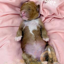Violet - Apricot female Goldendoodle puppy in Murrieta, California from Apricot Poodles & Goldendoodles, LLC