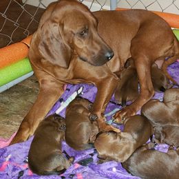 Redbone Coonhound Puppies from Reedy Creek Redbones