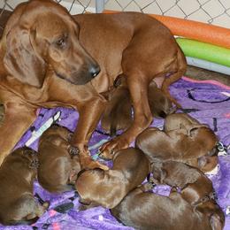 Redbone Coonhound Puppies from Reedy Creek Redbones