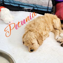Poodle Puppies from Serene Arenas' Standard Poodles