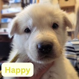 Boy 10 - male German Shepherd puppy in Tonopah, Nevada from Mercy's White Shepherds