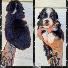Dragon - Black tri male Miniature American Shepherd puppy in Lubbock, Texas from Texas Bluebonnet Herders
