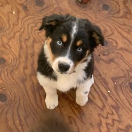 Australian Shepherd Puppies from Far Out Aussies