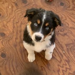 Australian Shepherd Puppies from Far Out Aussies