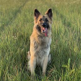 Zamboni - Shiloh Shepherd