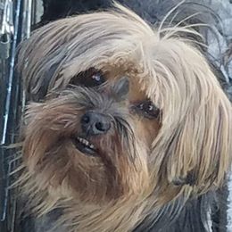 Lucy - Yorkshire Terrier