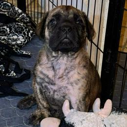 Athena - Brindle female Mastiff puppy in Carthage, Missouri from Mama’s Mastiffs