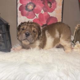 Target - Red sable male Chinese Shar-Pei puppy in Lehigh Acres, Florida from Florida Wrinkles