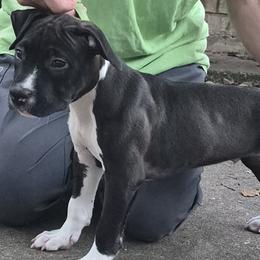 Green boy - Seal brown male American Staffordshire Terrier puppy in Alvin, Texas from Shaner's Amstaffs