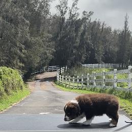 Ginny - Red tri-color female Miniature American Shepherd puppy in Kamuela On The Big Island, Hawaii from Royal Hawaiian Aussies LLC