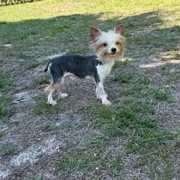 Prince 6 pounds - Parti male Yorkshire Terrier puppy in North Naples, Florida from Moon Ranch Puppies