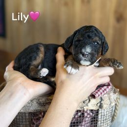 Lily - Black tri-color female Aussiedoodle puppy in Lancaster, Minnesota from Finney Ranch