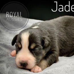 Jade - Black tri-color female Australian Shepherd puppy in Petersburg, Indiana from Royal Aussie’s