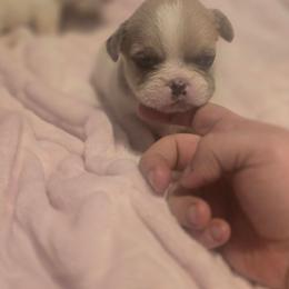 Beighlyn - Blue fawn female French Bulldog puppy in Pleasant Hill, Iowa from Courtney Nicole's Mal Shihs & Goldendoodles