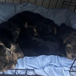 Yorkshire Terriers from Russell Puppies