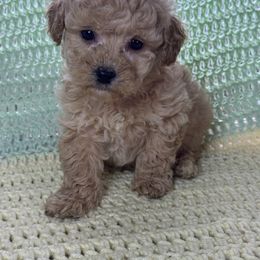Boy 2 - Apricot male Poodle puppy in Berea, Kentucky from Blair’s Furry Friends