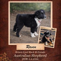 Raven - Black & white female Australian Shepherd puppy in Citra, Florida from AEW Farm