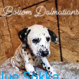 Boy Sokka Blue - White and black Dalmatian puppy in Thayer, Missouri from Spotty Bottom Dalmatians