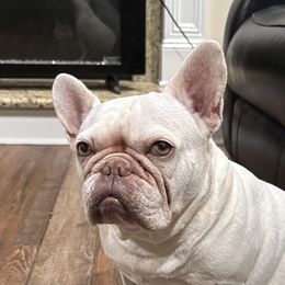 Lola - French Bulldog