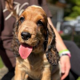 Cloyd - Tri-Roan male English Springer Spaniel puppy in Robesonia, Pennsylvania from Rogue Mountain Manor