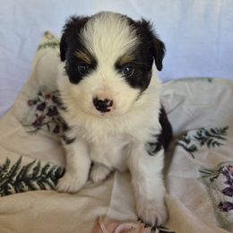 Sweetpea - Black tri female Miniature Australian Shepherd puppy in Bethel Springs, Tennessee from Goodrum Farms