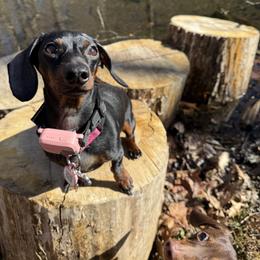 Dachshund All Grown Up from Courtney Robinson