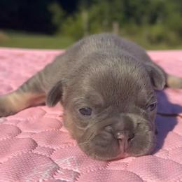 Beulah - Tricolors female French Bulldog puppy in Warm Springs, Arkansas from State Line Dachshunds & Frenchies